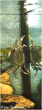 5. Bild der Krabbe
